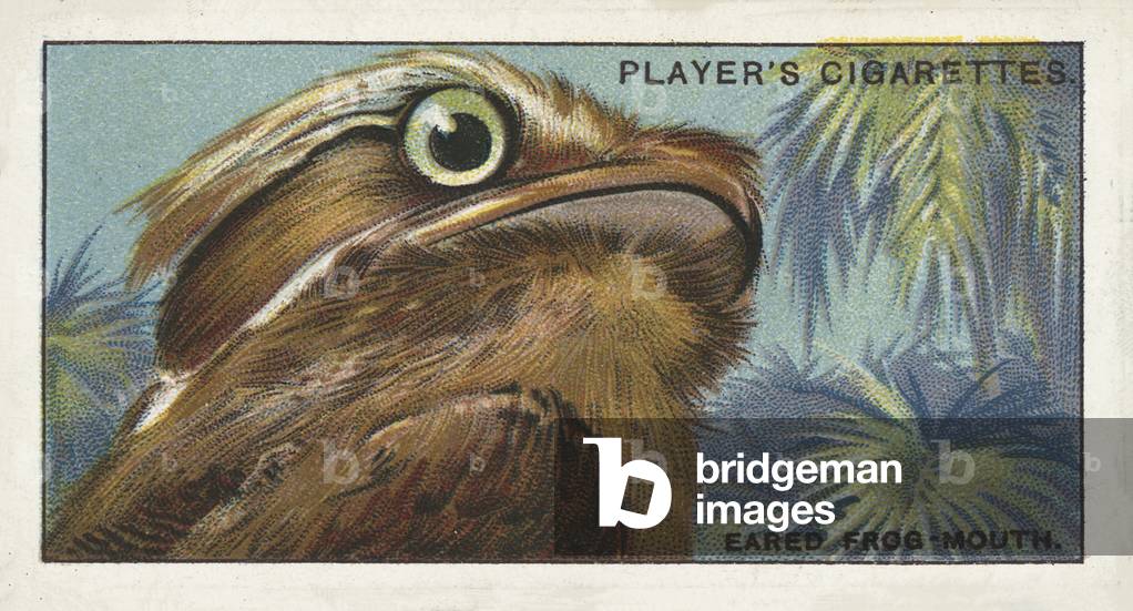 Curious beaks, The Eared Frog-mouth, Batrachostomus (chromolitho)