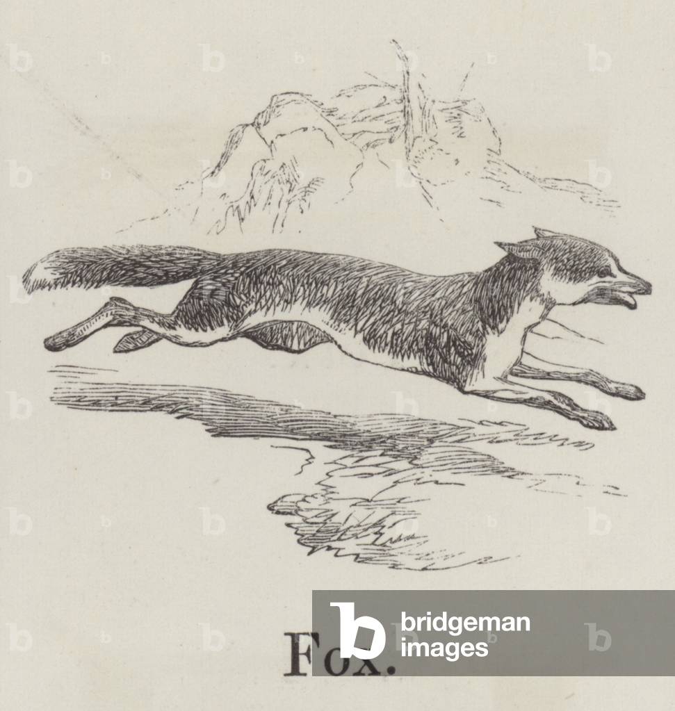 Fox (engraving)