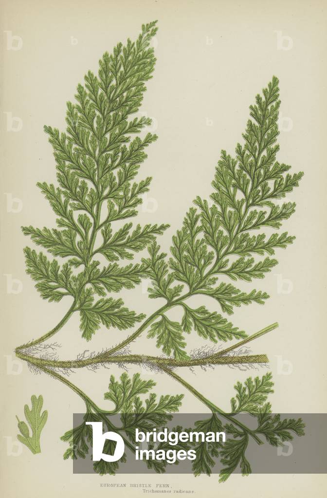 European Bristle Fern (colour litho)