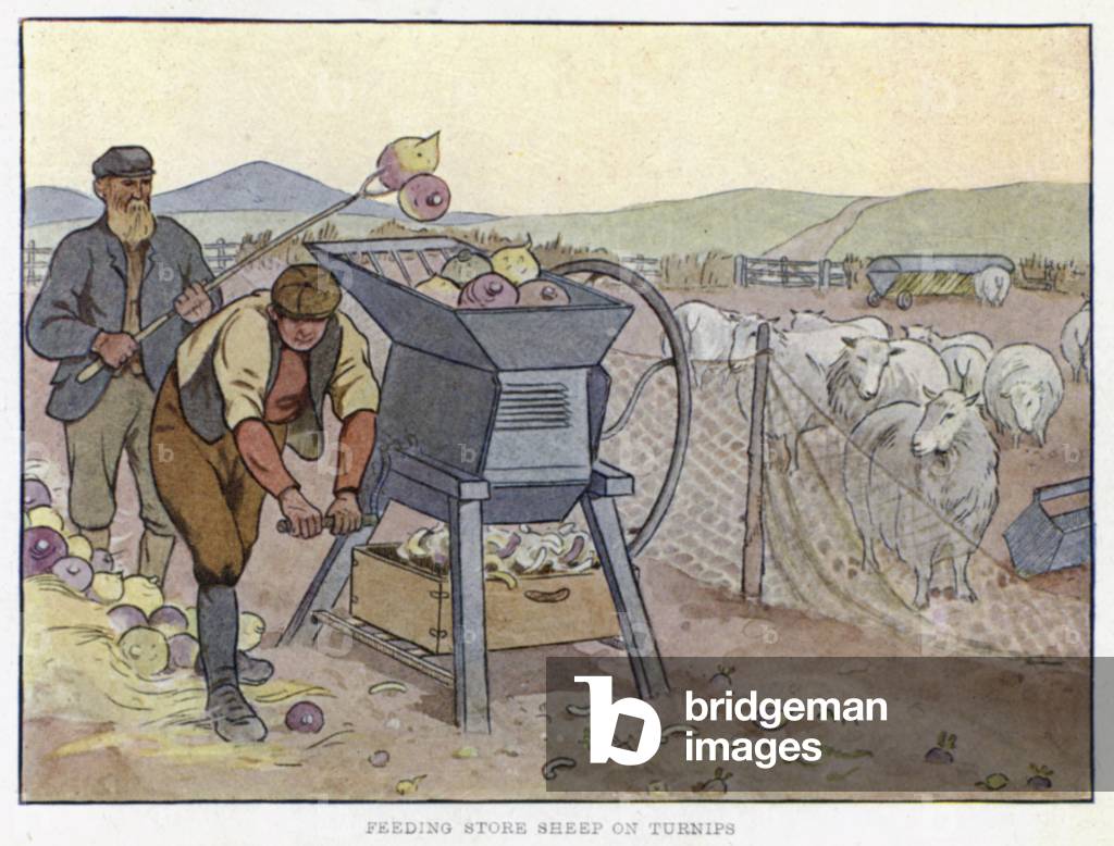 Feeding Store Sheep on Turnips (colour litho)