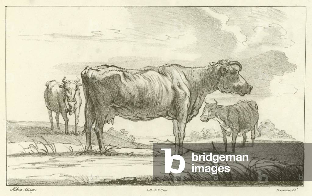 Three cows (engraving)