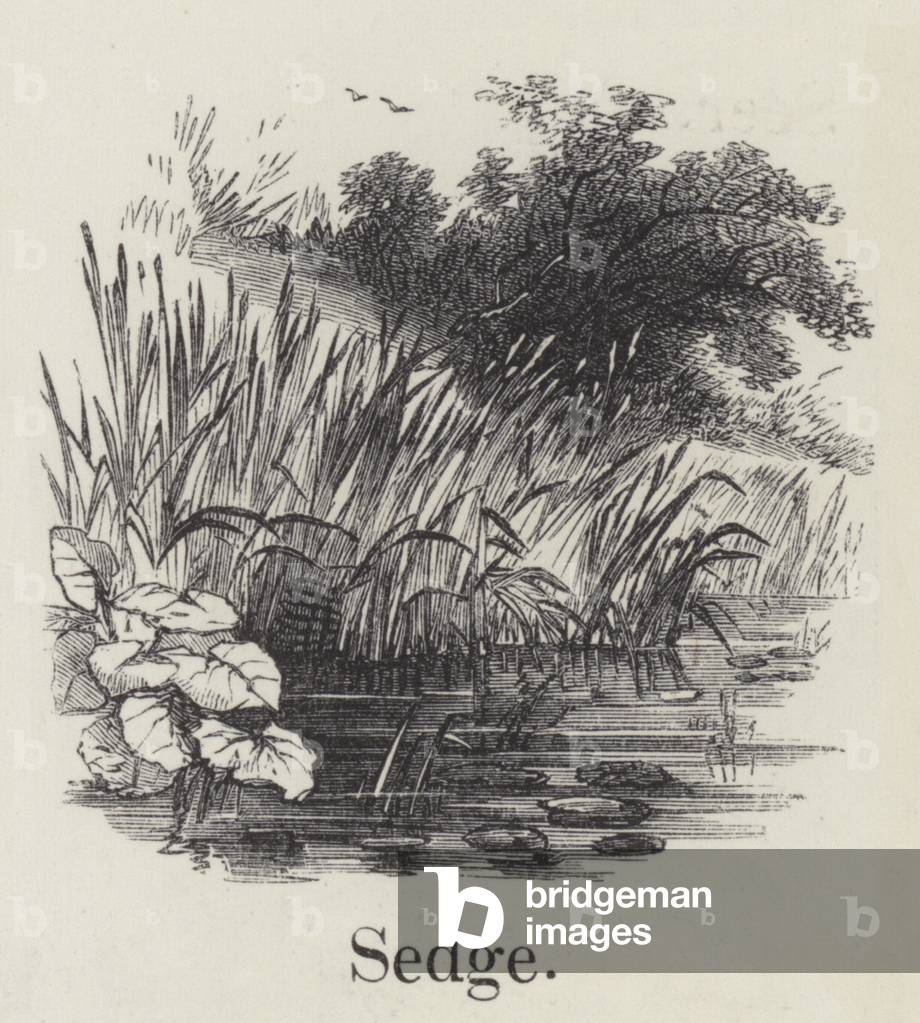 Sedge (engraving)