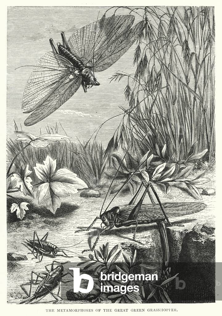 The Metamorphoses of the Great Green Grasshopper (engraving)