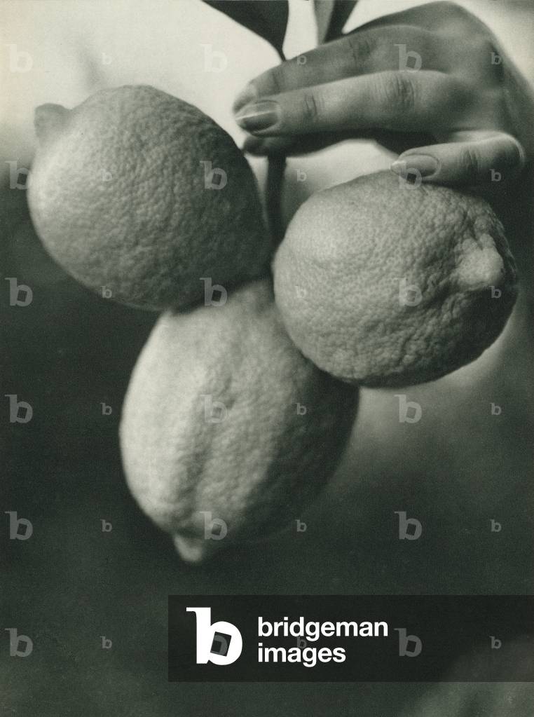 Turkey: Uc limon, A Lemon Tree Branch (b/w photo)