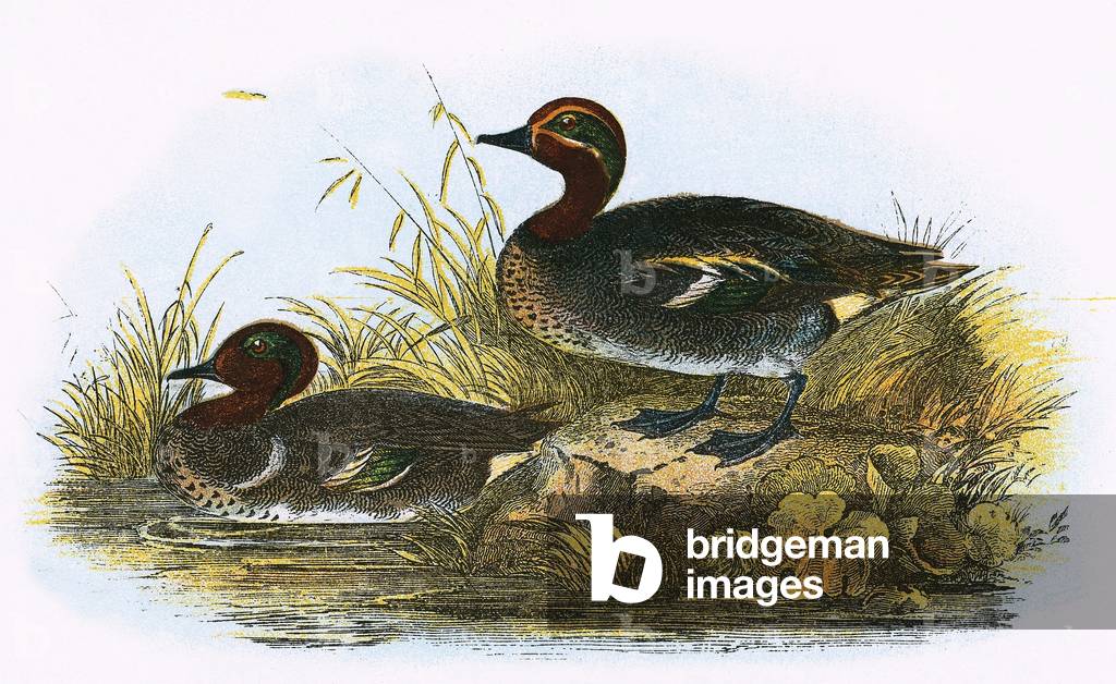 Teal (right) and American Teal (left)