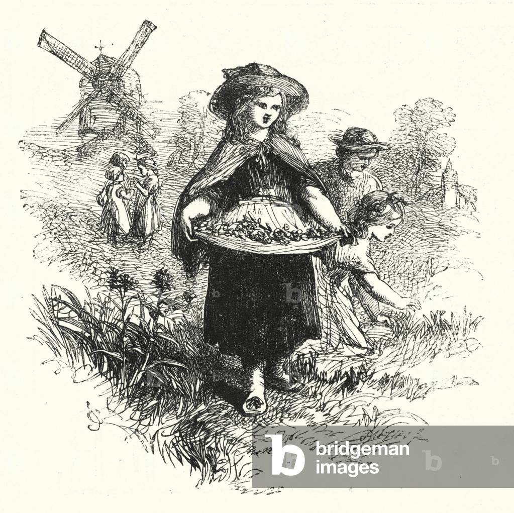 Gathering Cowslips (engraving)