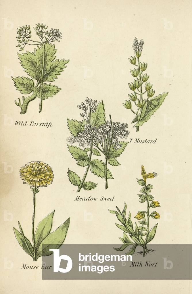 Wild Parsnip, T Mustard, Meadow Sweet, Mouse Ear, Milk Wort (colour litho)