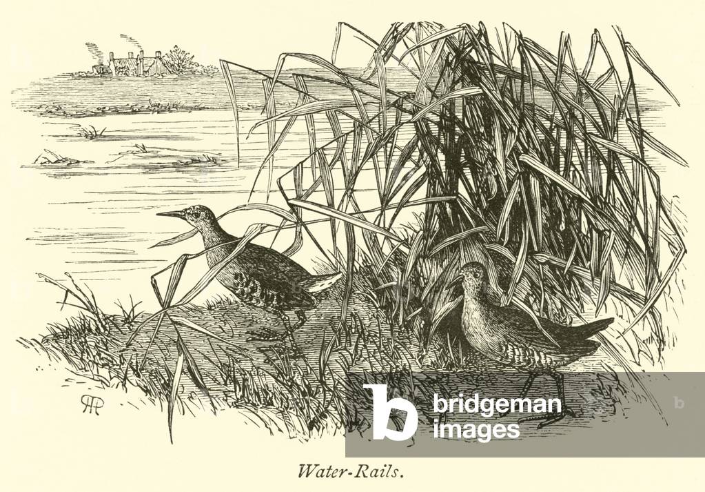 Water-Rails (engraving)