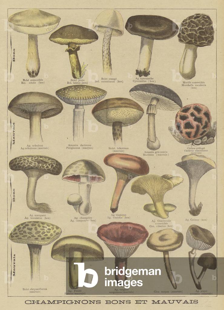 Edible and poisonous mushrooms (colour litho)