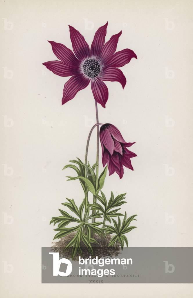 Anemone Stellata, Hortensis (colour litho)
