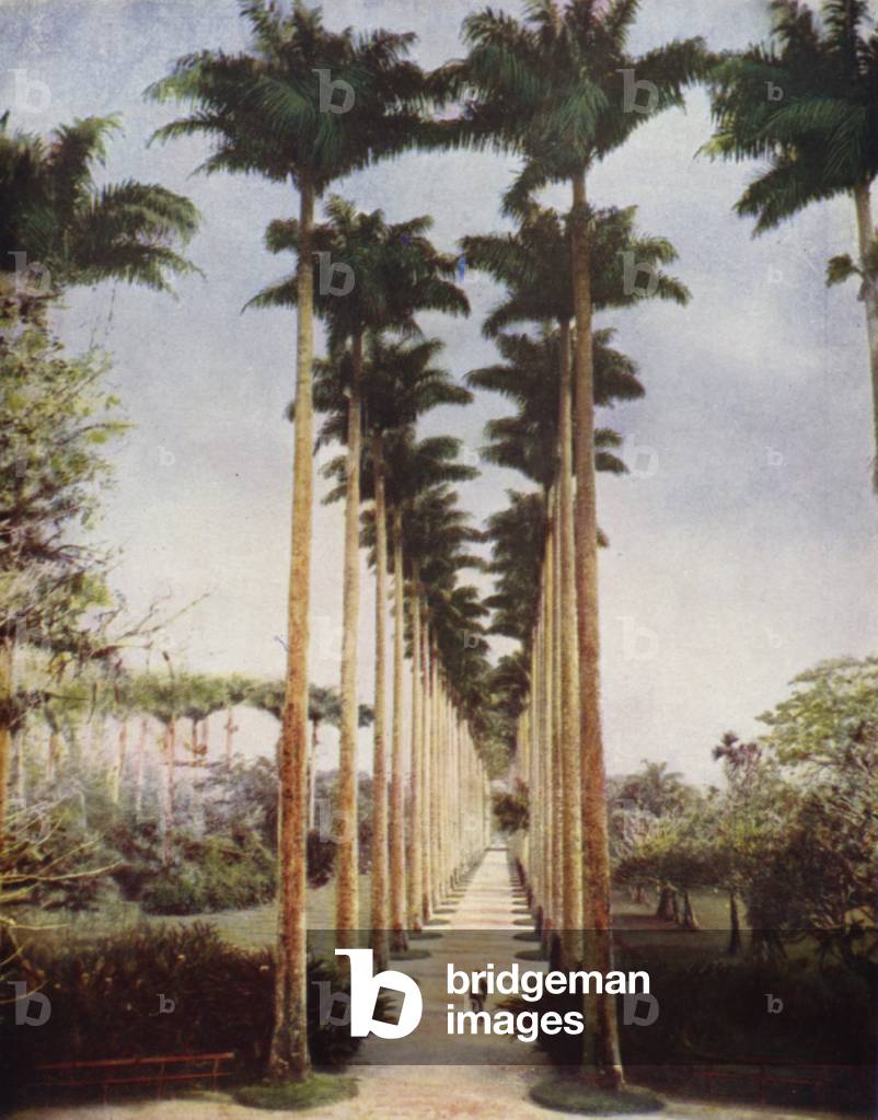 Famous avenue of palm trees in Rio de Janeiro, Brazil (colour litho)