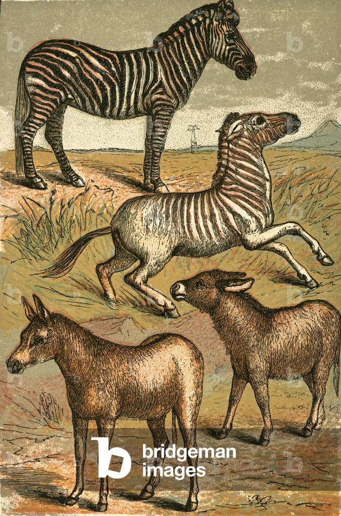 Zebra, Wild Ass, Quagga and Common Ass