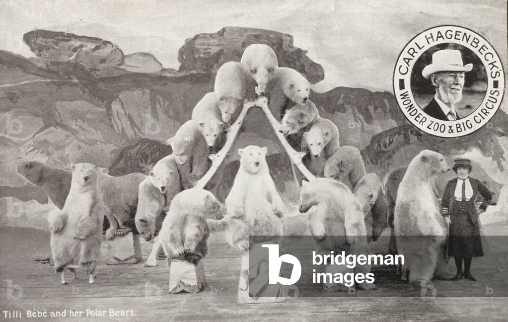 Tilli Bebe and her polar bears, Carl Hagenbeck's Wonder Zoo and Big Circus, Olympia, London (b/w photo)
