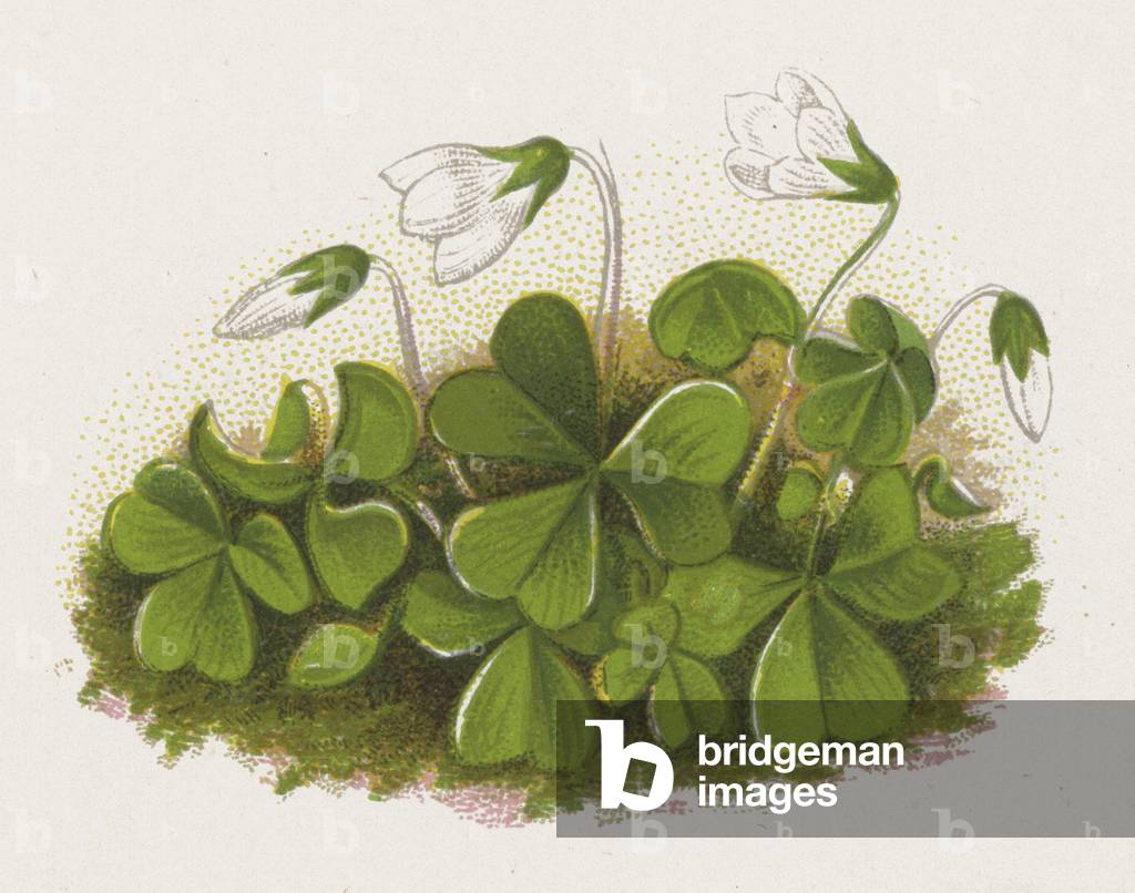 Illustration for A Dream of a Garden (colour litho)