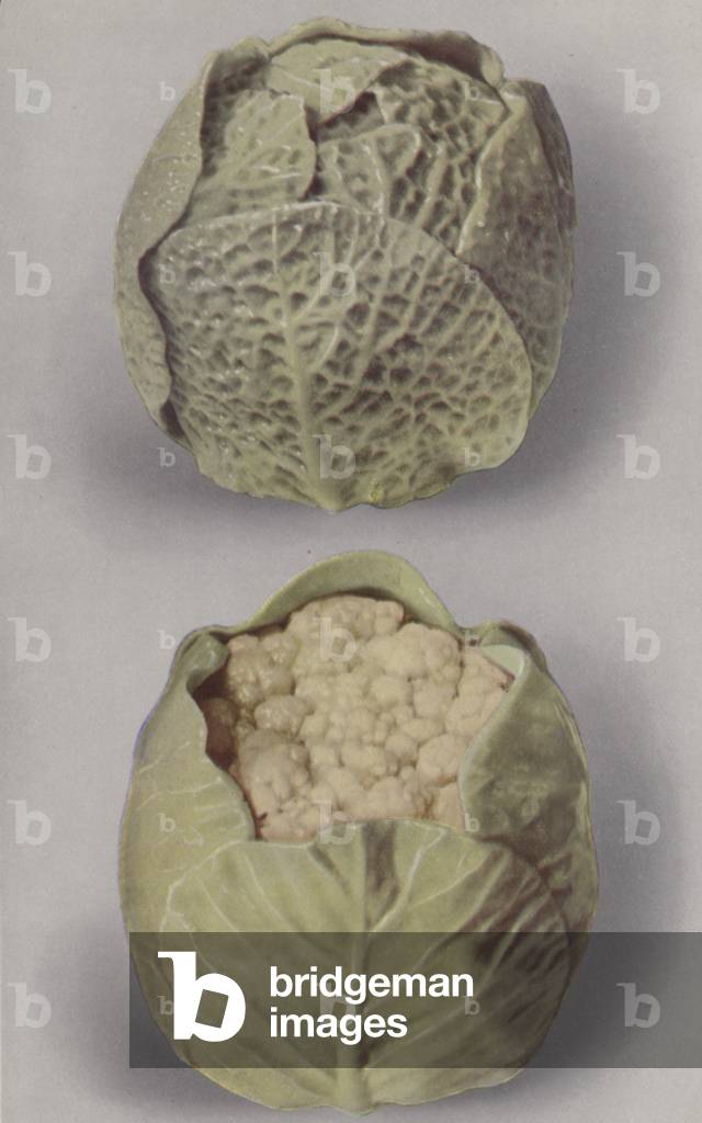 Illustration for marzipan brochure (colour photo)