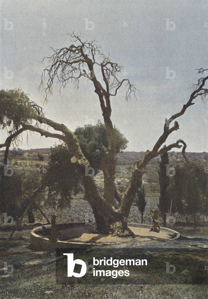 Hebron, Chene De Mamre Ou Chene D'Abraham (colour photo)