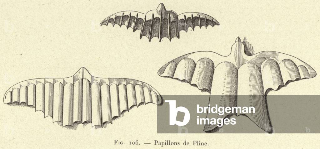 Papillons de Pline (engraving)