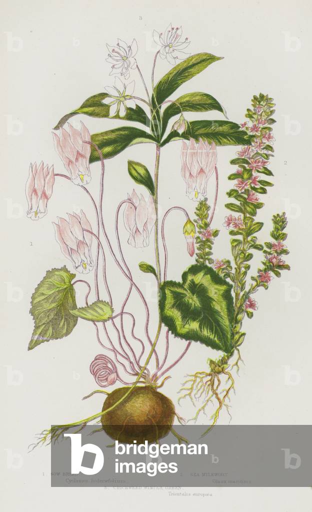 Flowering Plants of Great Britain: Sow Bread, Sea Milkwort, Chickweed Winter Green (colour litho)