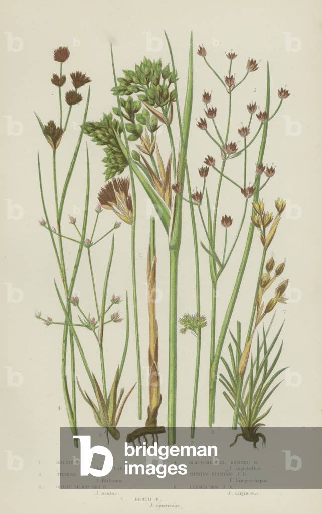 Baltic Rush, Thread Rush, Great Sharp Sea Rush, Black Headed Jointed Rush, Shining-Fruited Jointed  (colour litho)