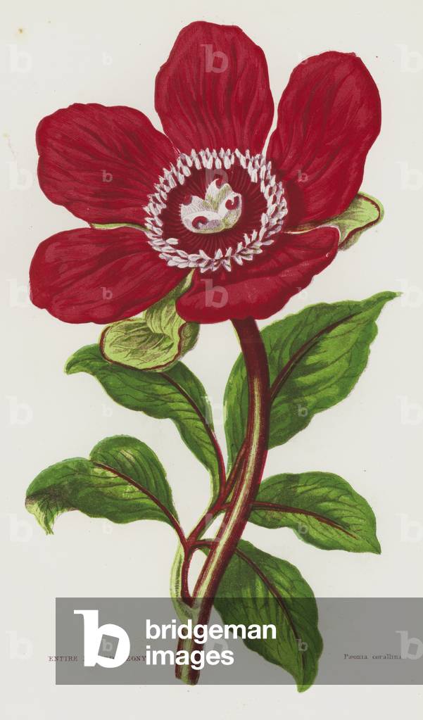 Flowering Plants of Great Britain: Entire Leaved Peony (colour litho)