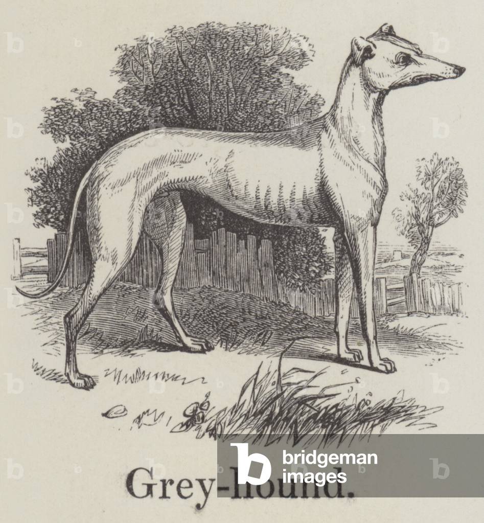 Greyhound (engraving)