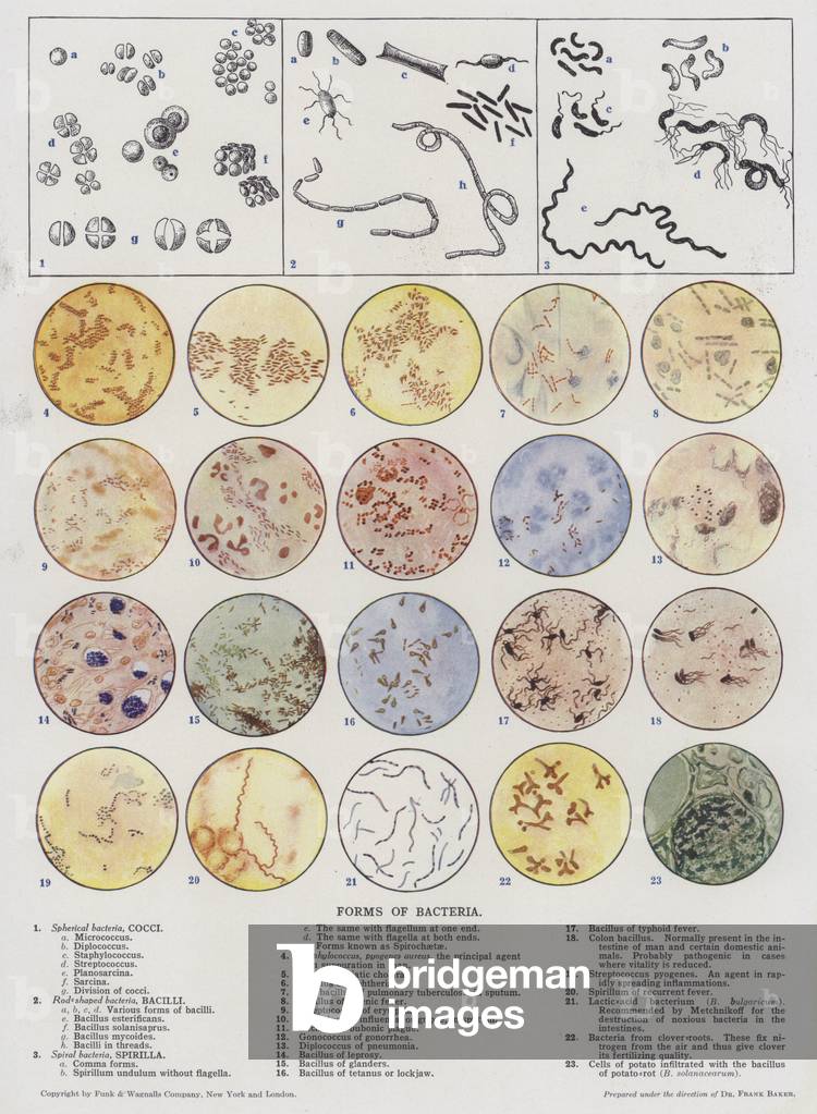 Forms of Bacteria (colour litho)