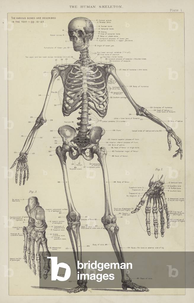 The Human Skeleton (engraving)