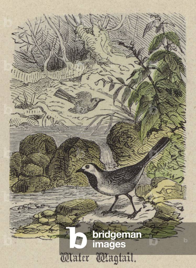 Water Wagtail (coloured engraving)