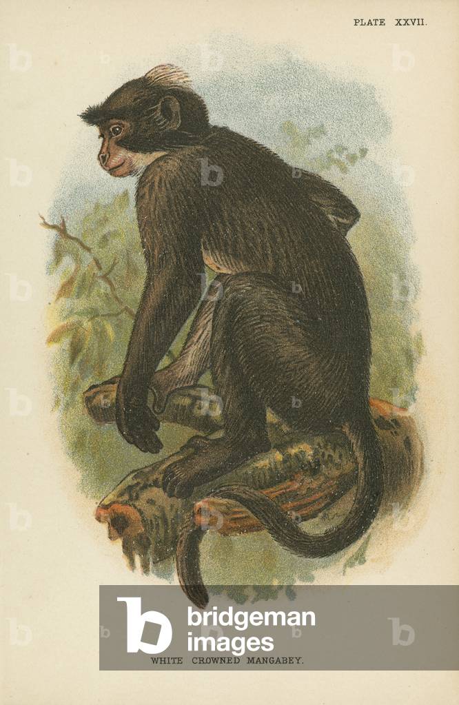 White Crowned Mangabey (colour litho)