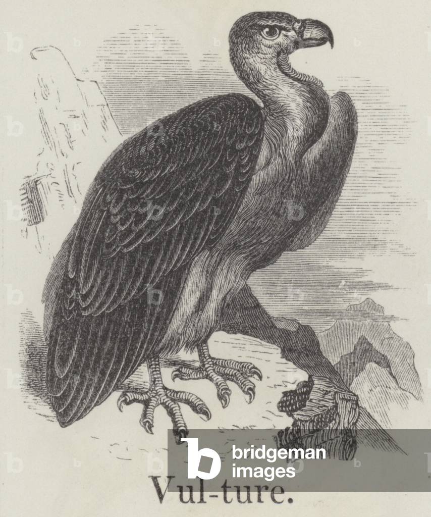 Vulture (engraving)