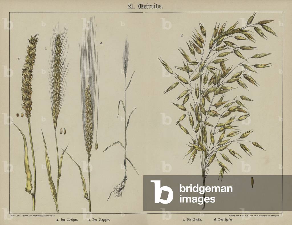 Plants (colour litho)