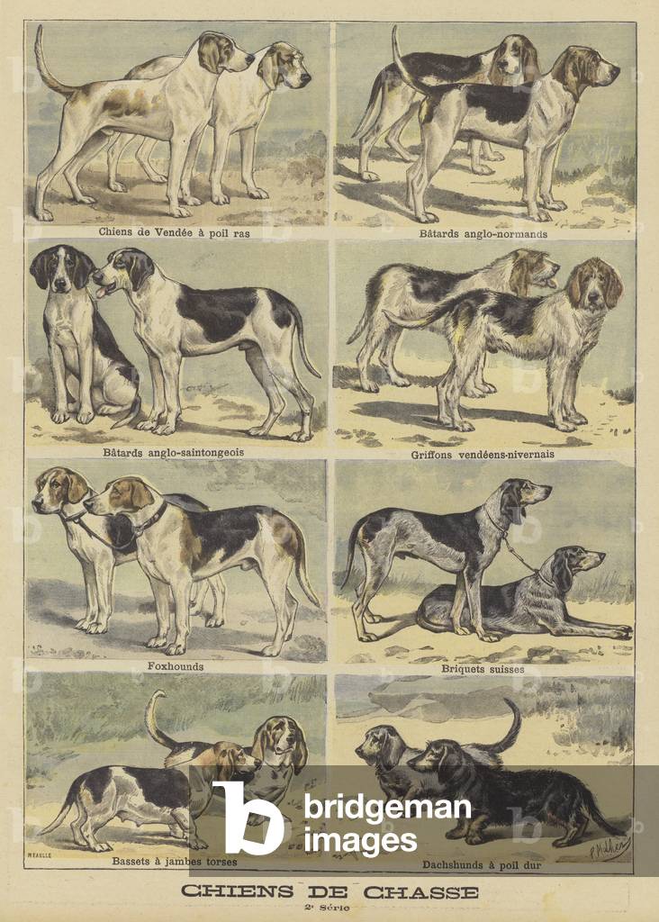Hunting dogs (colour litho)