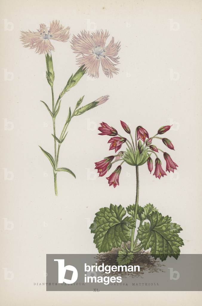 Dianthus Gallicus; Cortusa Matthioli (colour litho)