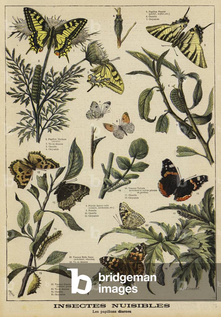 Harmful butterflies (colour litho)