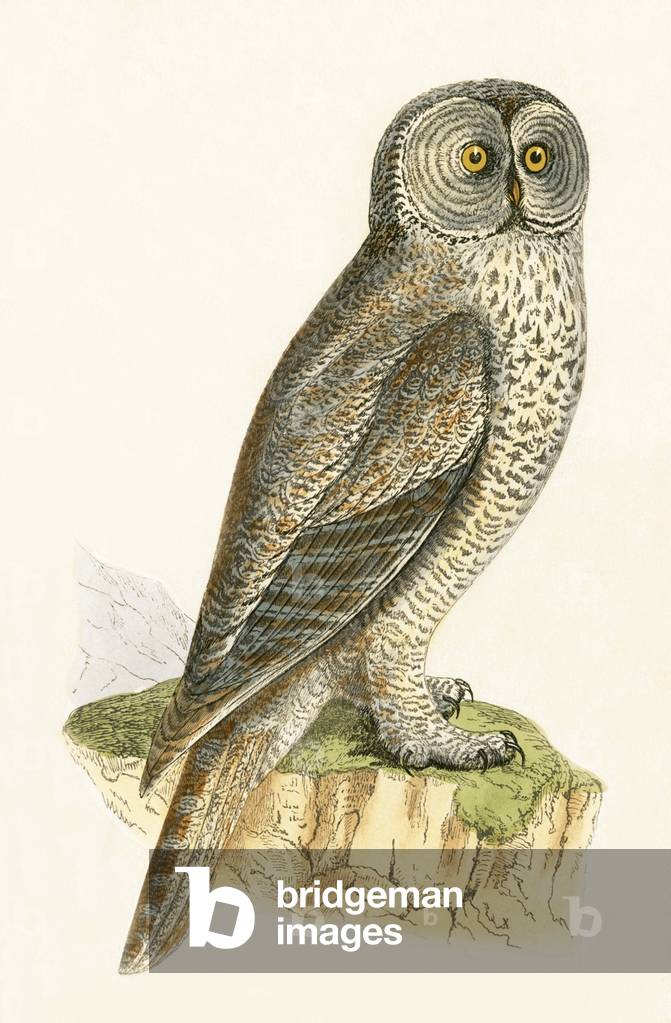 Lap Owl, illustration from 'A History of the Birds of Europe Not Observed in the British Isles' by Charles Robert Bree (1811-86), published 1867 (colour litho)