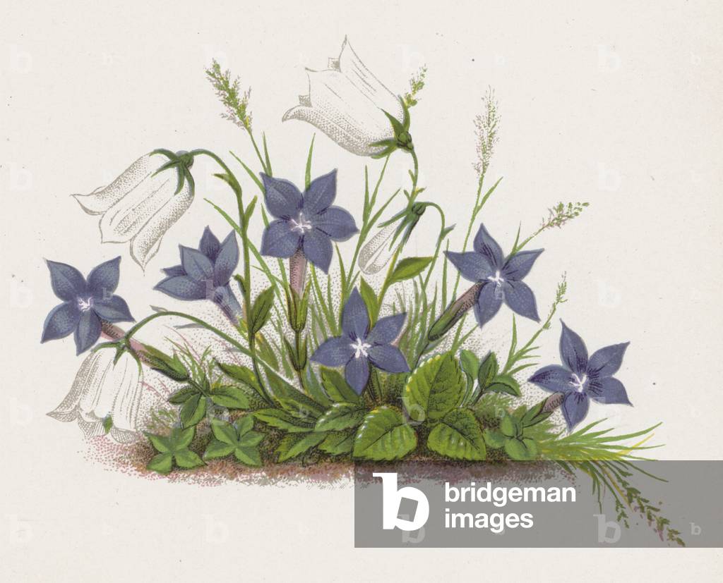 Illustration for A Dream of a Garden (colour litho)