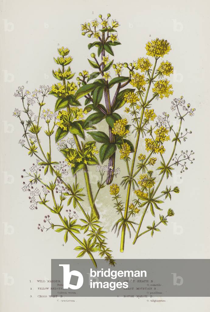 The Flowering Plants of Great Britain, c.1880 (litho)