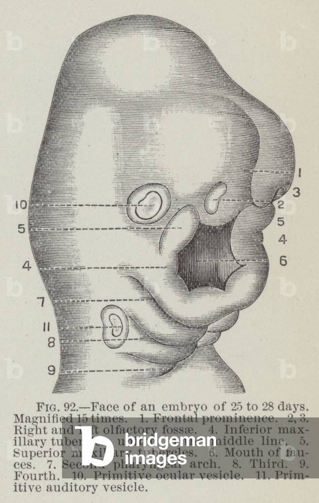 Face of an embryo of 25 to 28 days, magnified 15 times (engraving)