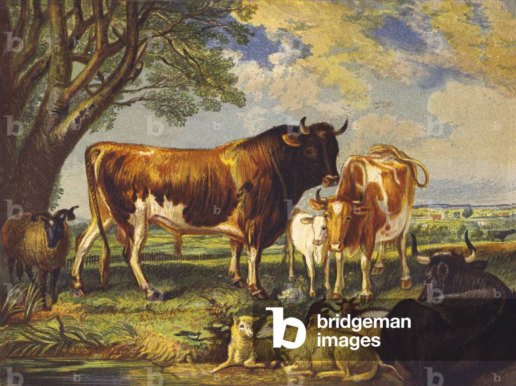 Great Cattle (colour litho)