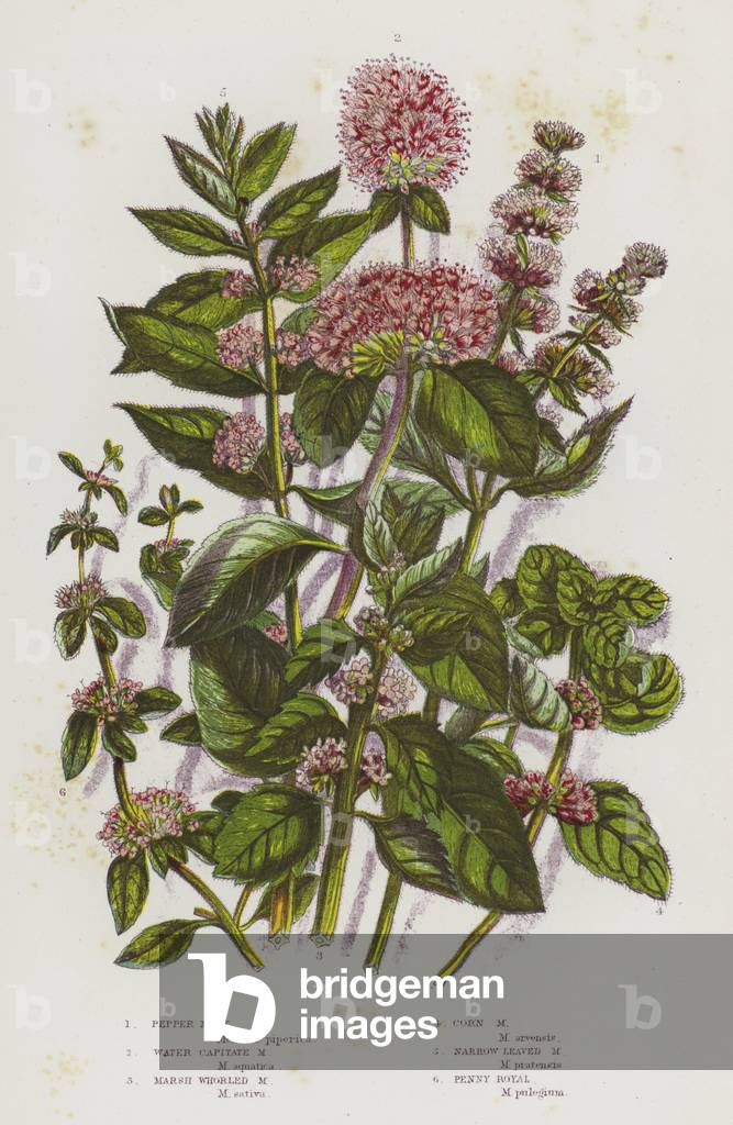 Flowering Plants of Great Britain: Pepper Mint, Water Capitate Mint, Marsh Whorled Mint, Corn Mint, Narrow Leaved Mint, Penny Royal (colour litho)
