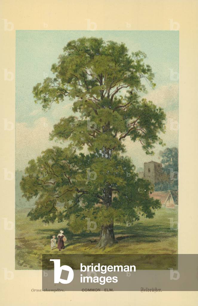 Common Elm