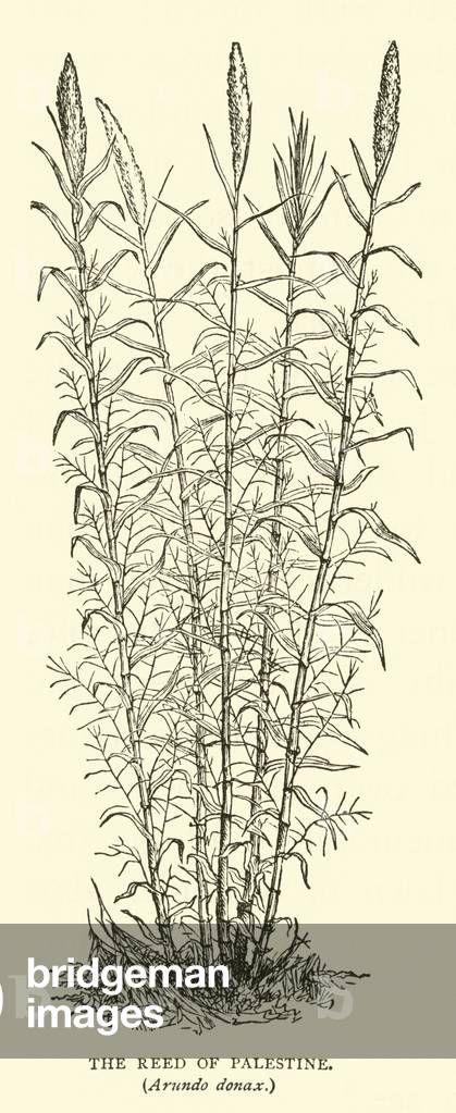 The Reed of Palestine, Arundo donax (engraving)