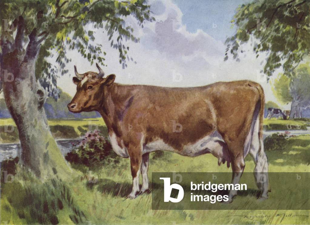 Illustration for My Farm (colour litho)