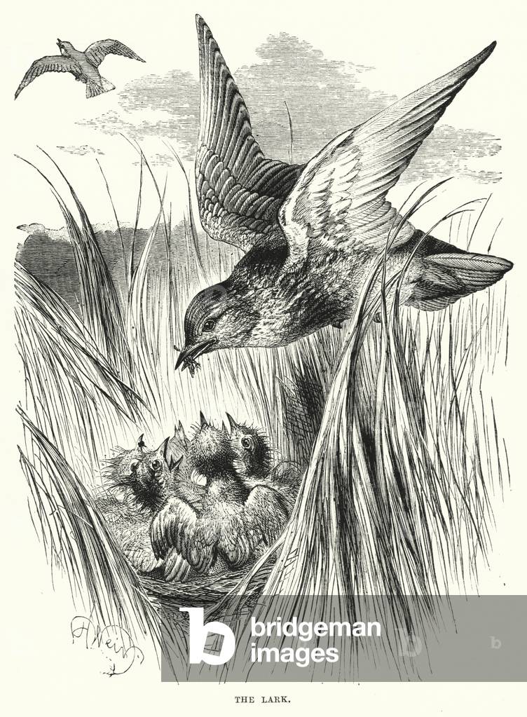 The Lark (engraving)