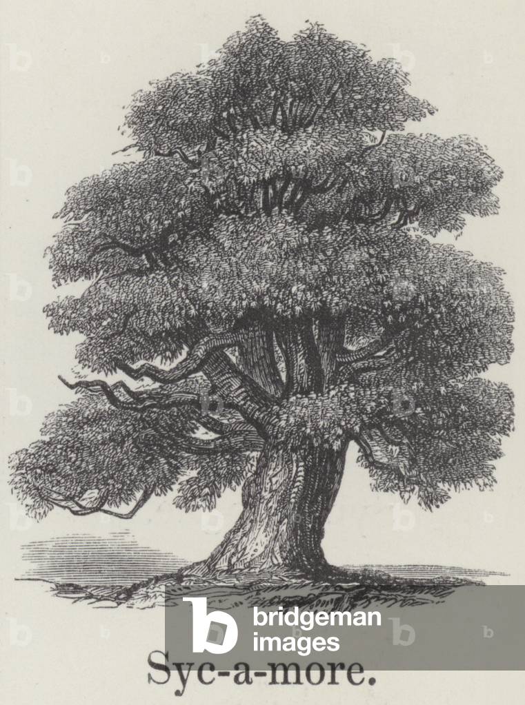 Sycamore (engraving)