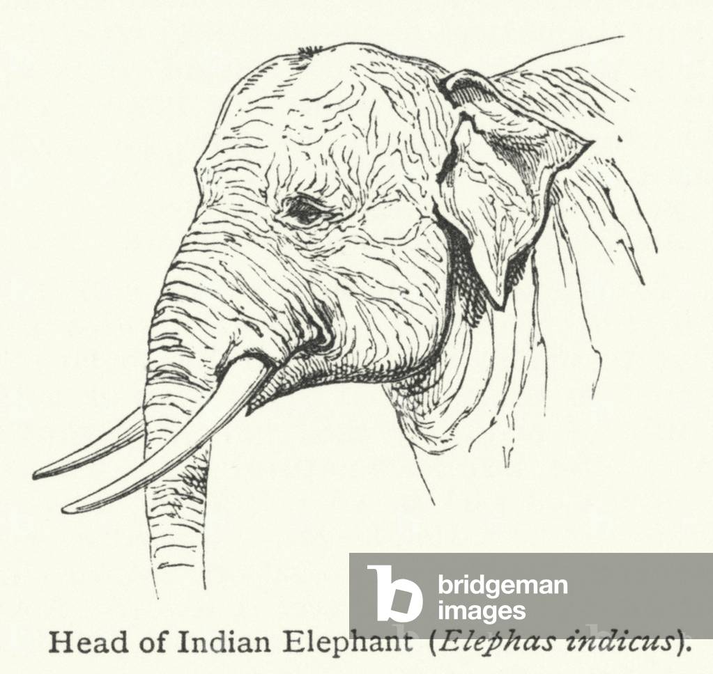 Head of Indian Elephant (Elephas indicus) (engraving)