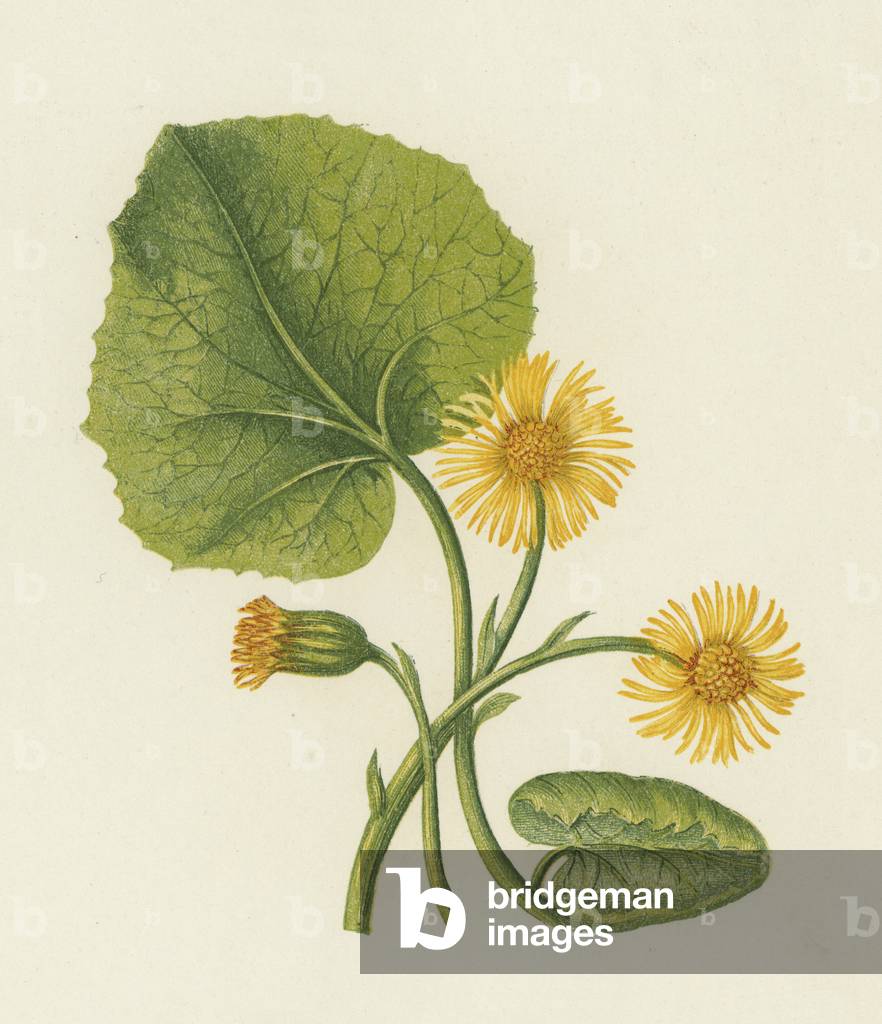 Colt's-Foot, Tussilago Farfara (colour litho)