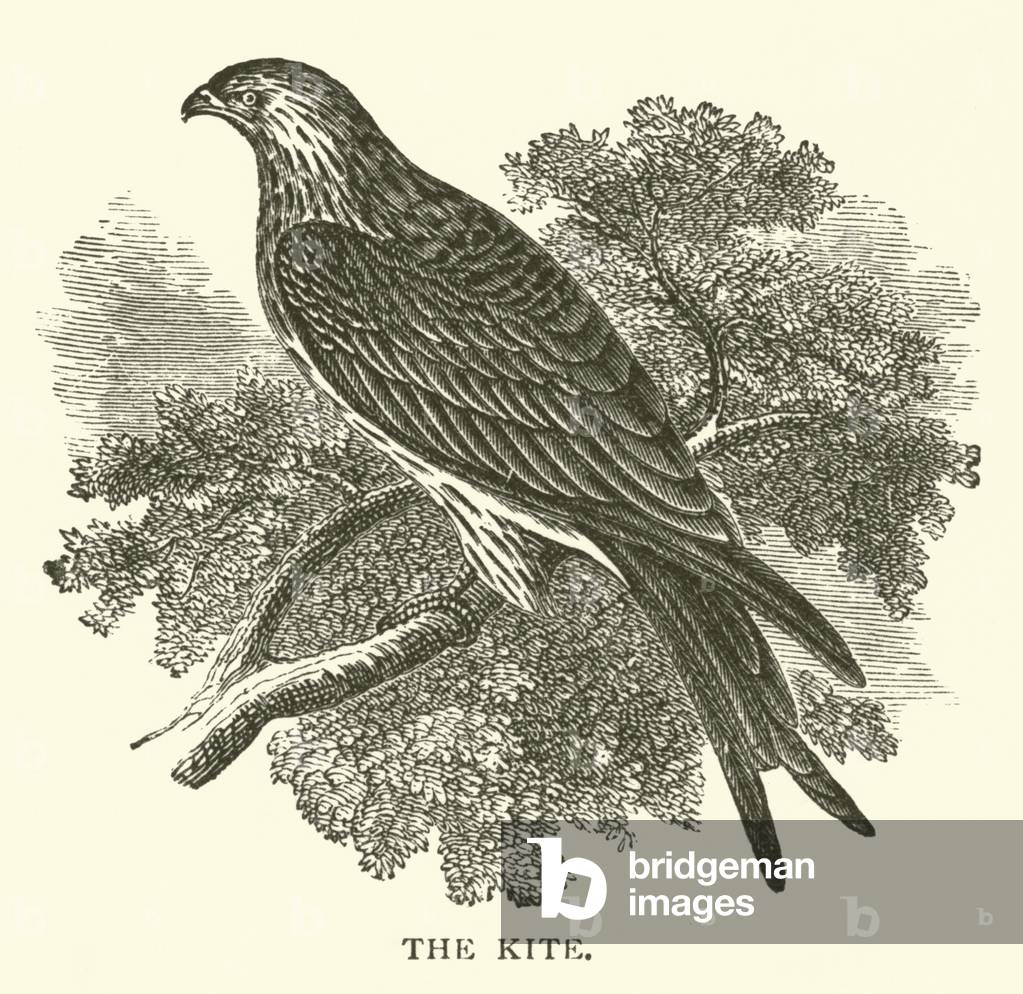 The Kite (engraving)