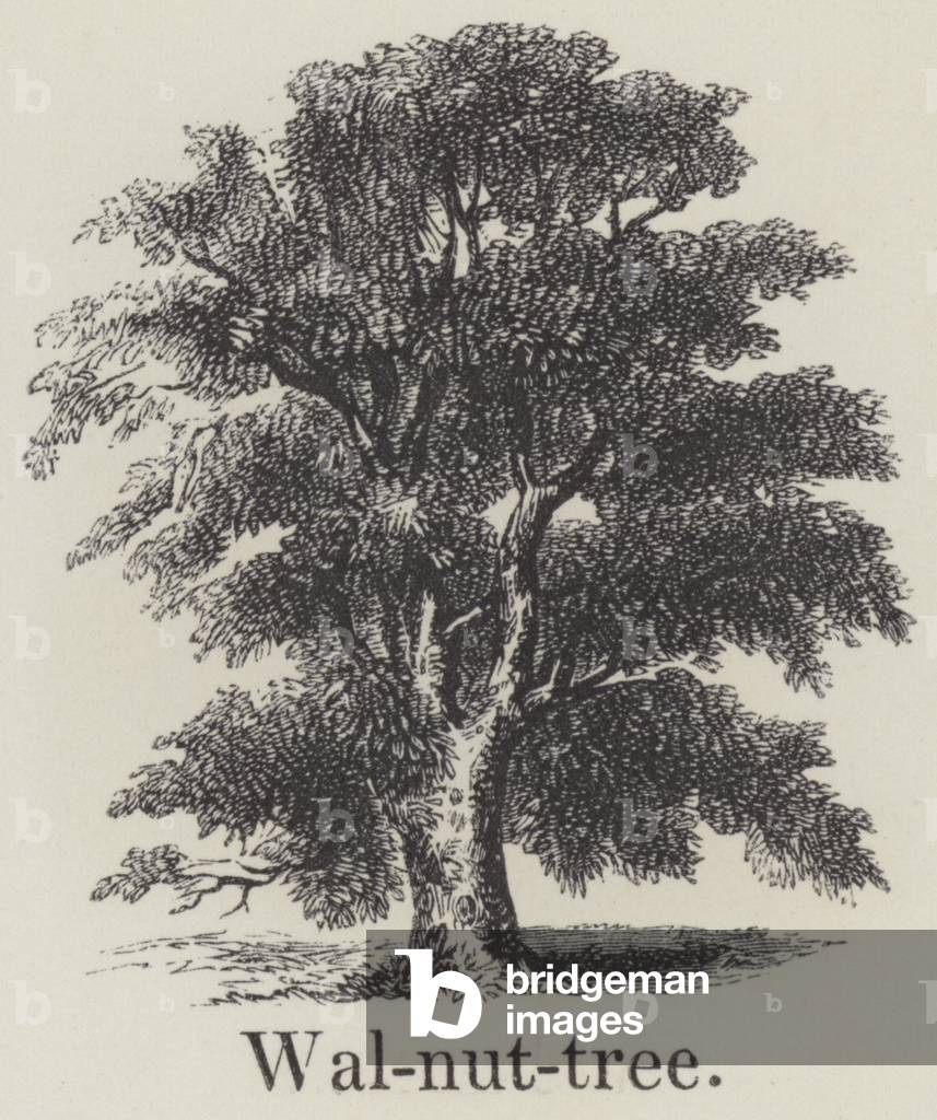 Walnut tree (engraving)
