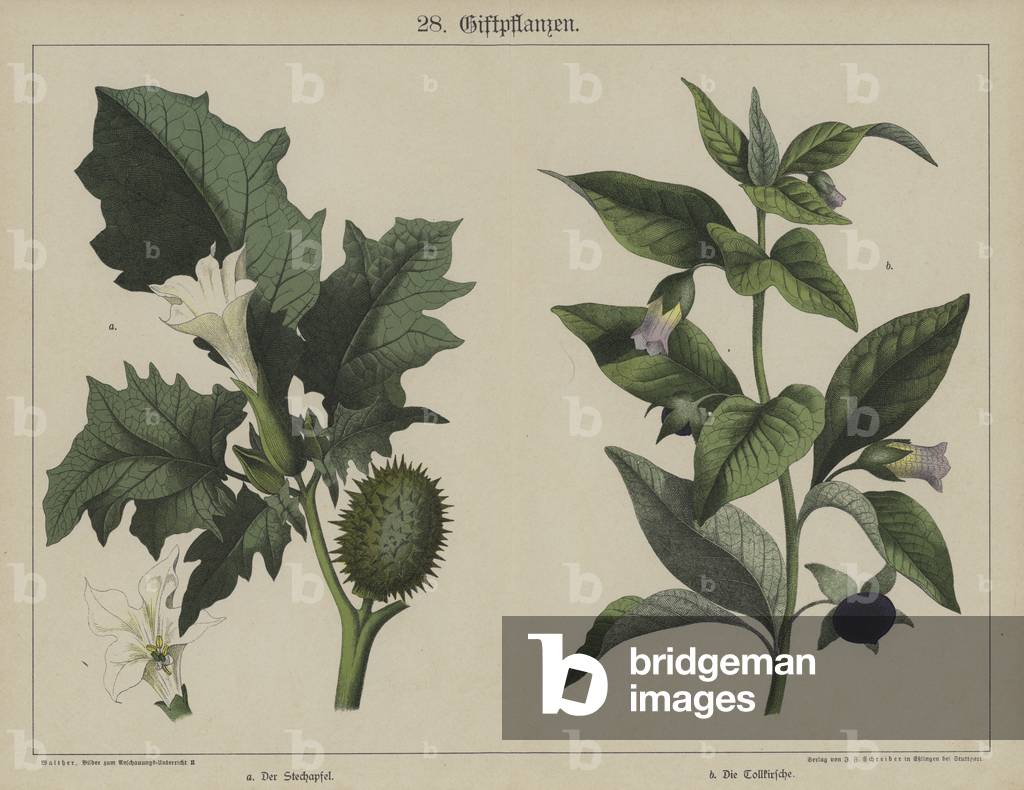 Plants (colour litho)